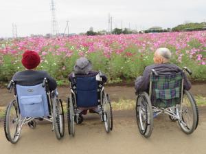 『ききょう1』の画像